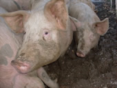 vente charcuterie terroir
